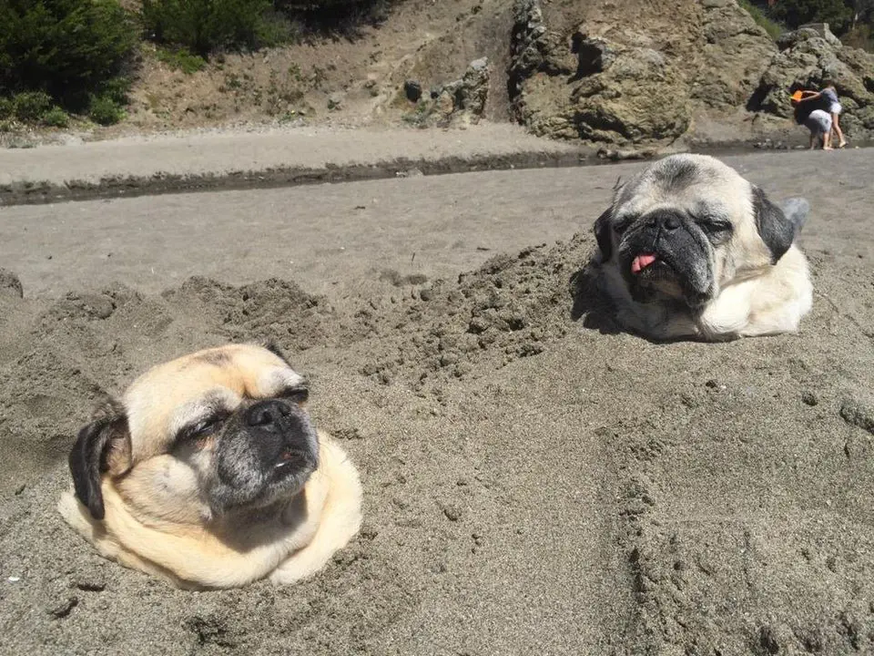 Image credit: Reddit | mike_pants