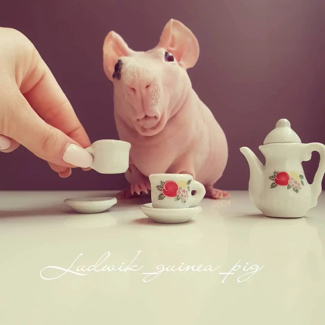 Image credit: Instagram | @ludwik_guinea_pig