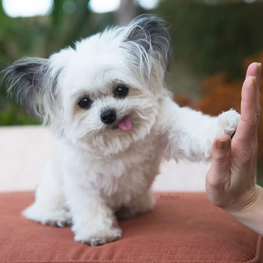 Image credit: Instagram | @norbertthedog