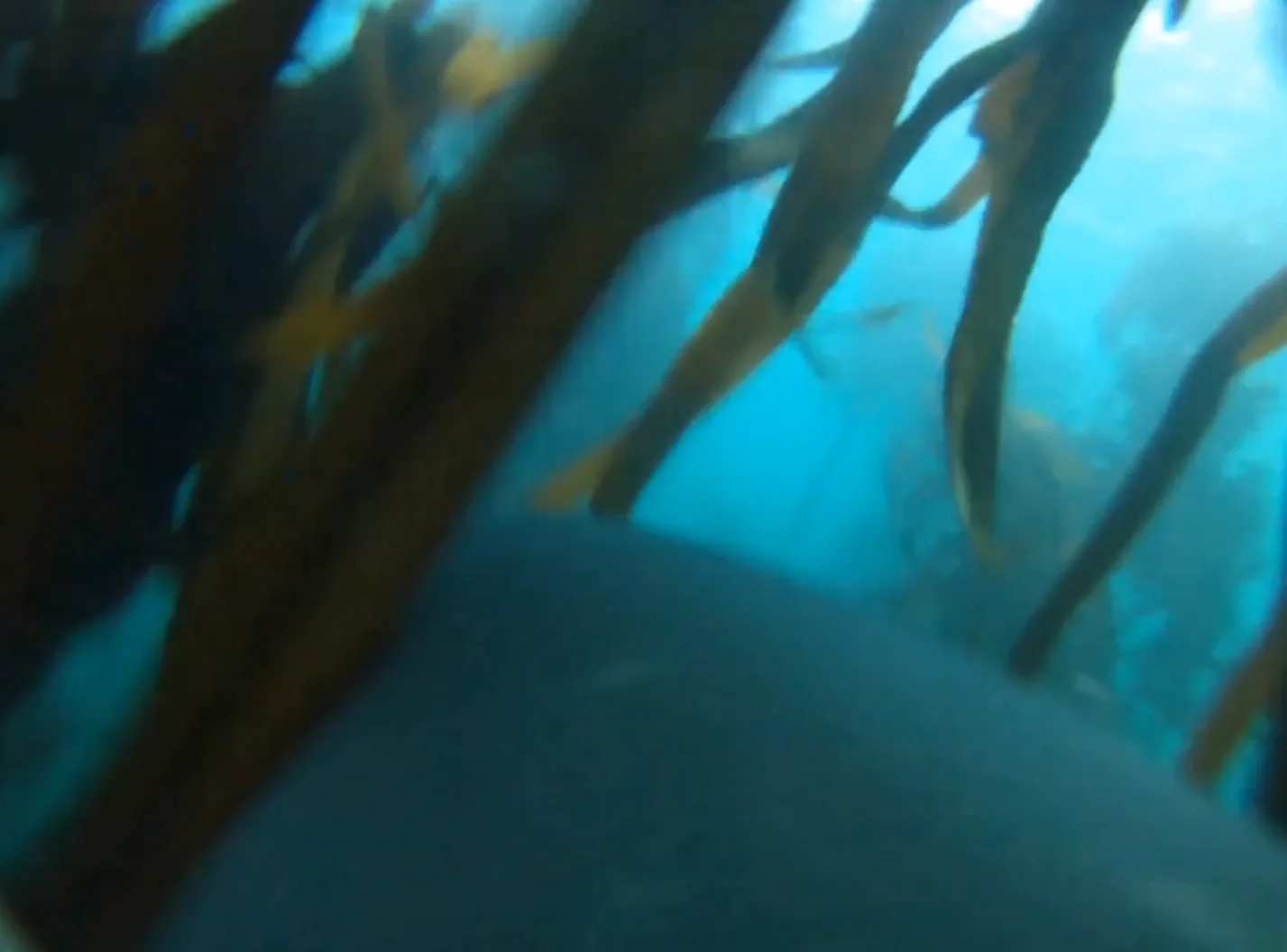 Image credit: Vimeo | Murdoch University
