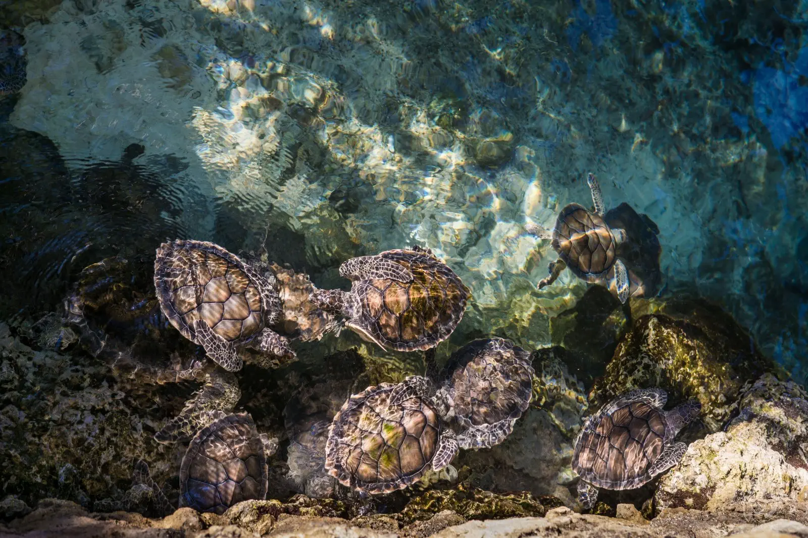 Image credit: Unsplash | Ricardo Braham