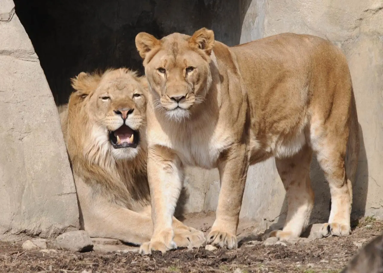 Image credit: Facebook | Brookfield Zoo