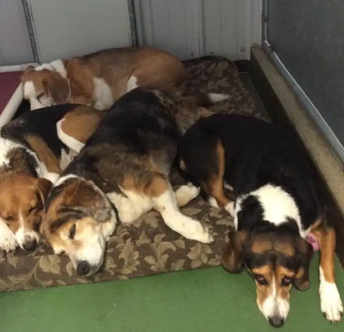 Image credit: Facebook | Barkers Pet Motel and Grooming