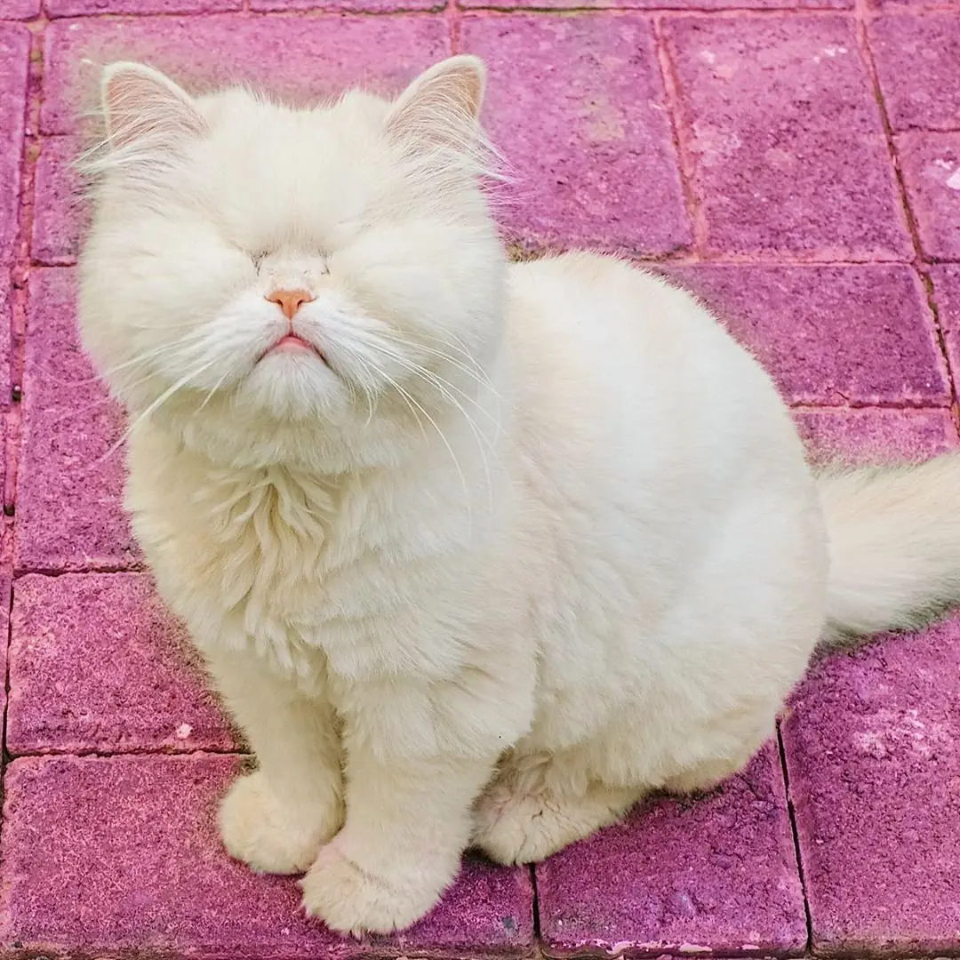 Image credit: Instagram | @moetblindcat
