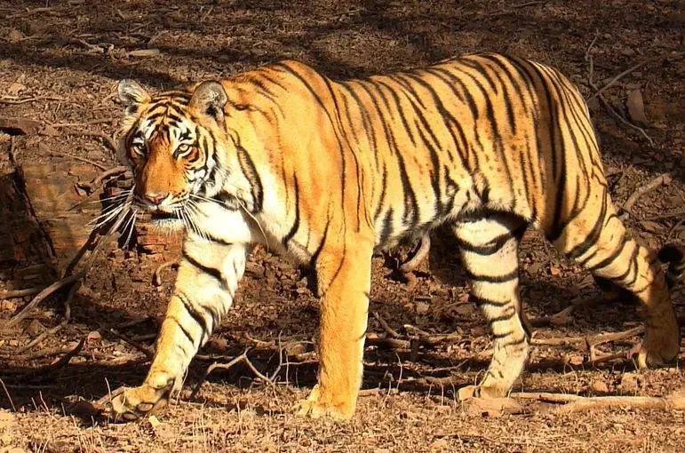 Image credit: Facebook | Ranthambore National Park