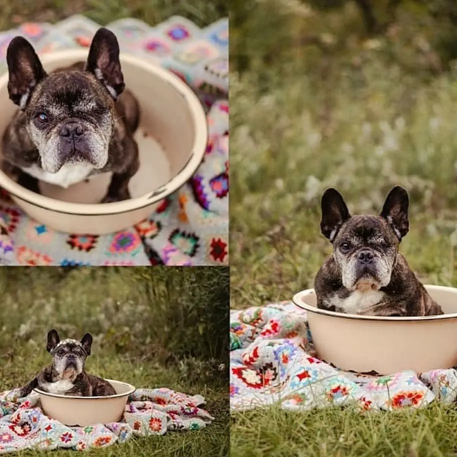 Image credit: Facebook | Lucky Bulldogs Rescue