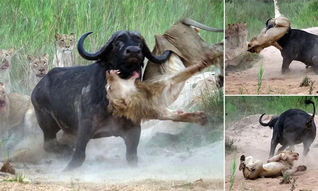 Image credit: Reddit | bigmeat