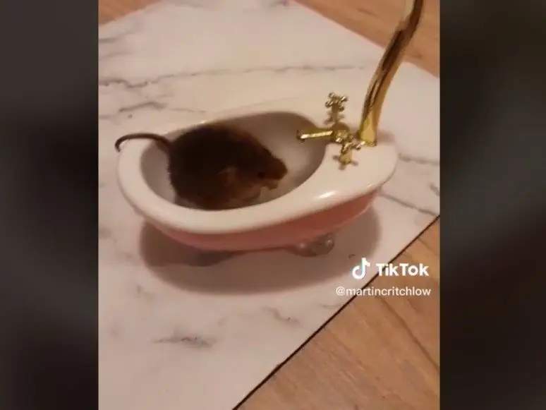 Image credit: TikTok | @martincritchlow