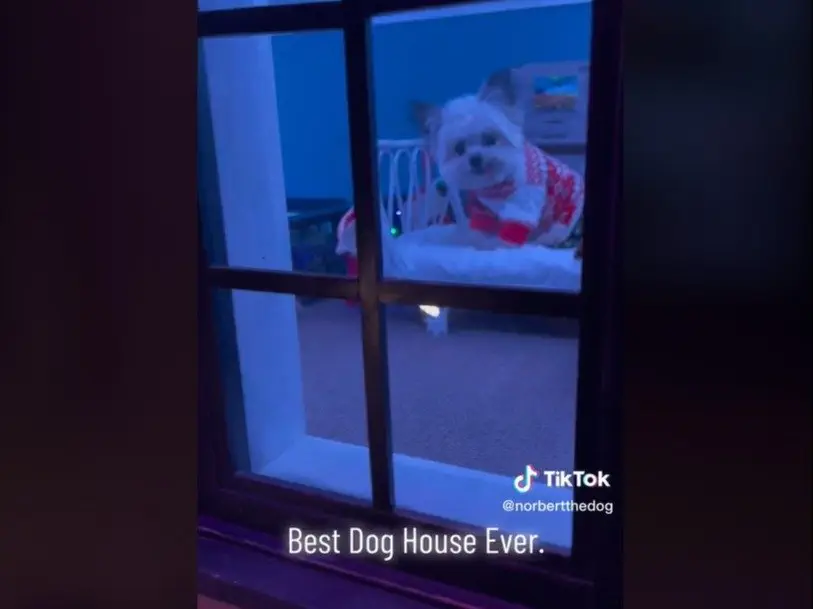 Image credit: TikTok | @norbertthedog