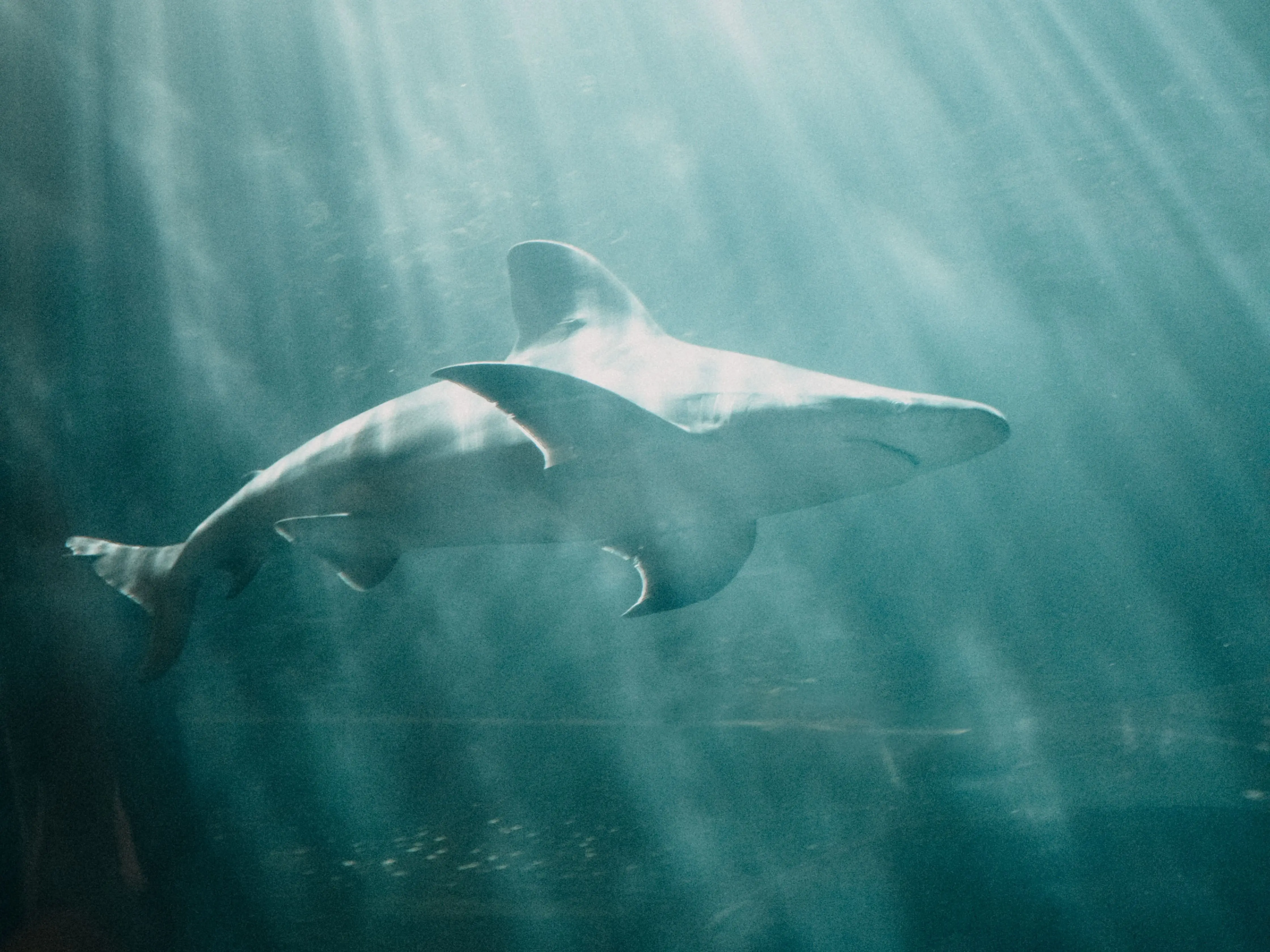 Image credit: Unsplash | Amanda Bear