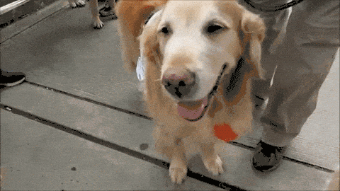 Image credit: Giphy | ParkerPup
