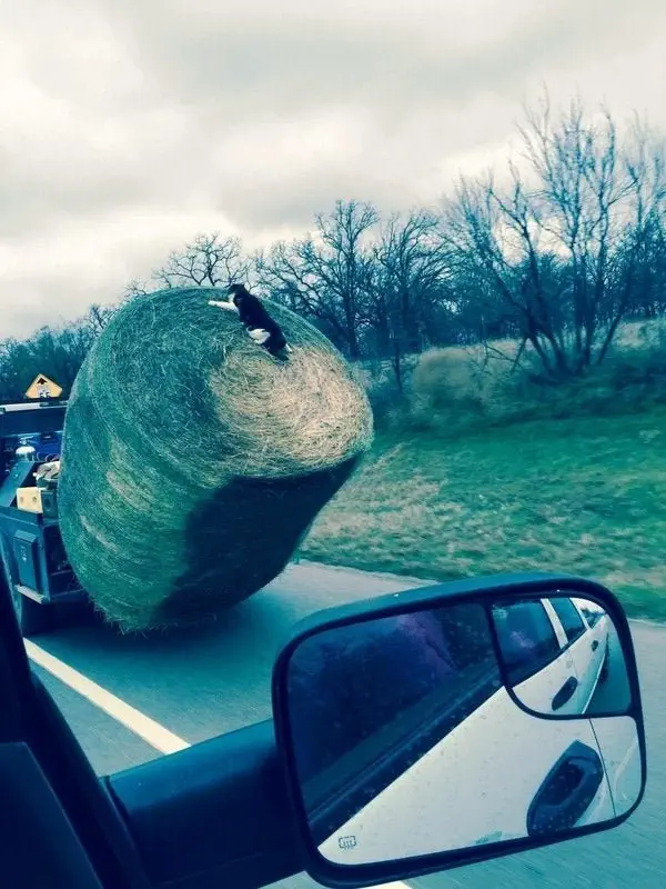 Image credit: Reddit | mike_pants