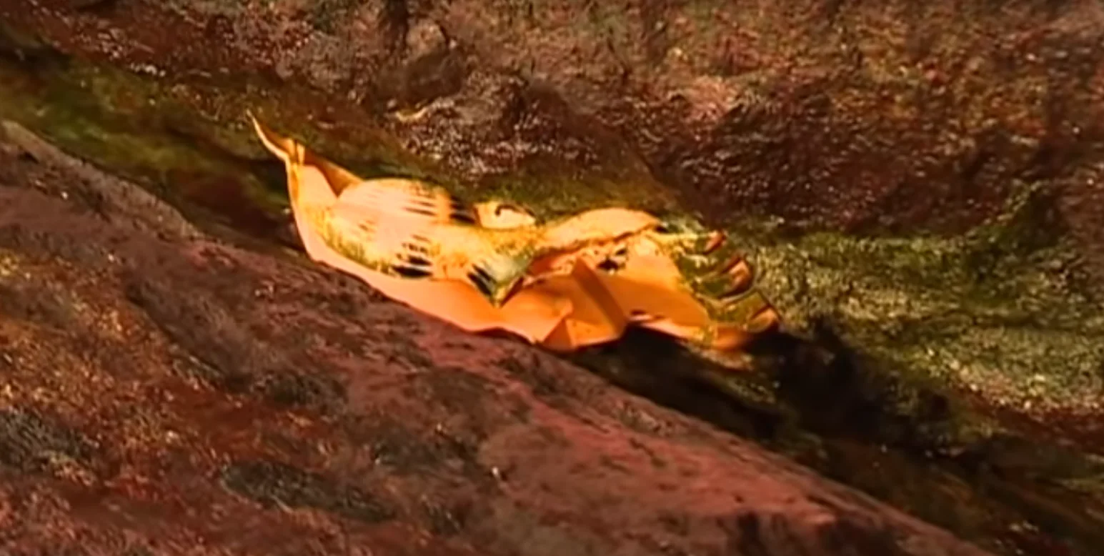 Image credit: YouTube | France 3 Bretagne