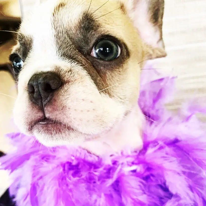 Image credit: Instagram | @sitch_paris_frenchi