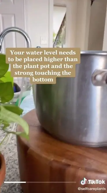 Image credit: TikTok | TikTok l selfcareplants