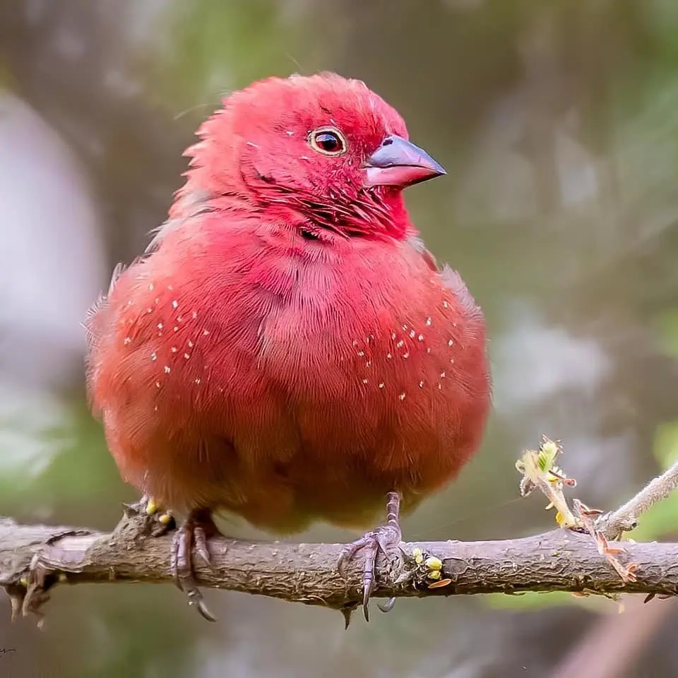 Image credit: Instagram | @best_birds_planet
