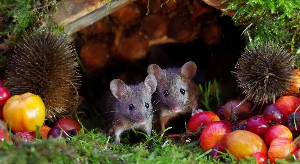 Image credit: Facebook | George the Mouse in a log pile house