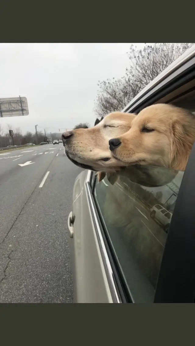 Image credit: Twitter | @dog_rates