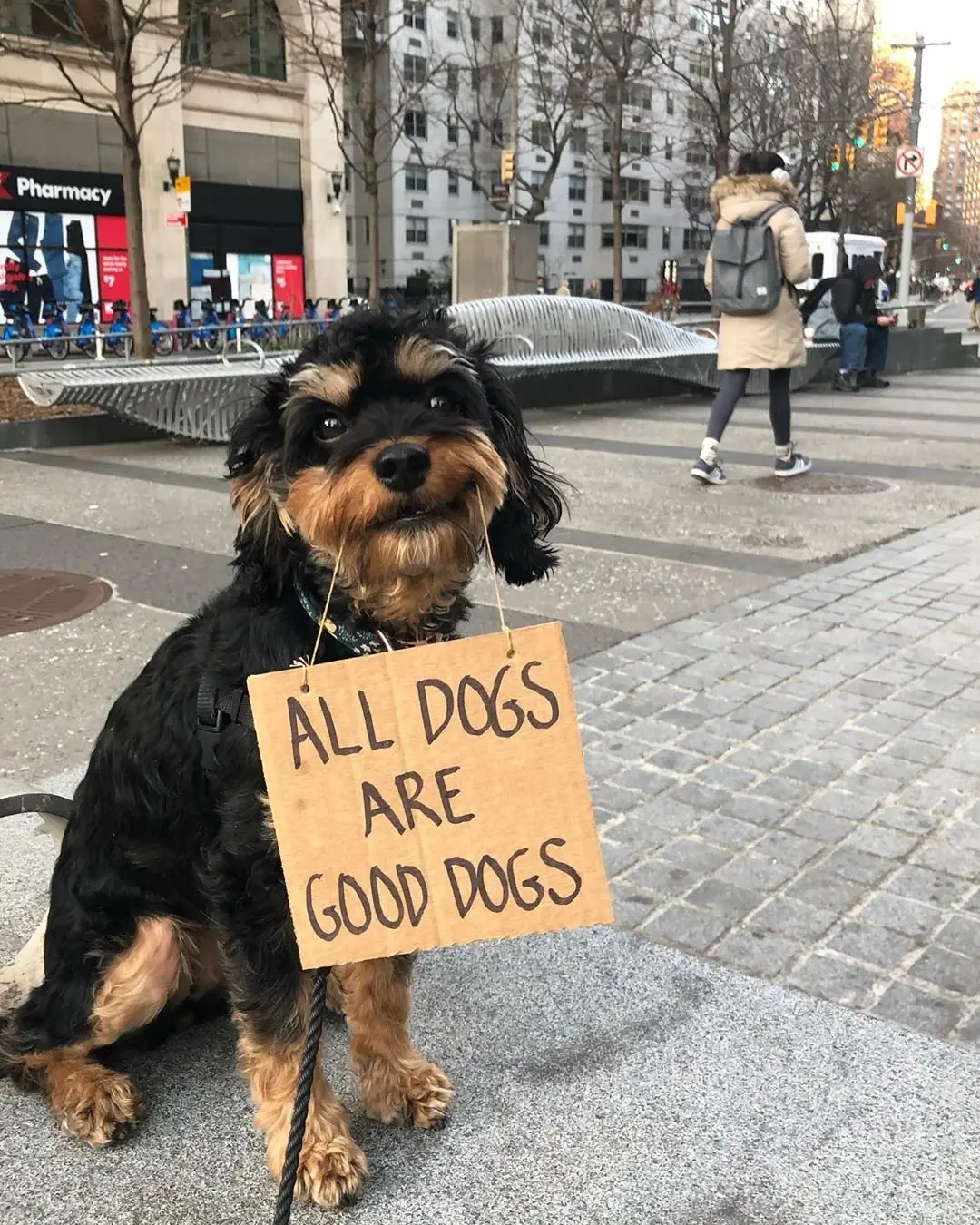 Image credit: Instagram | @dogwithsign