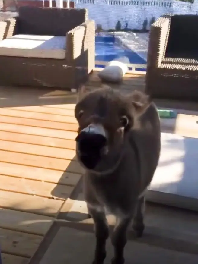Image credit: youtube | The Dodo