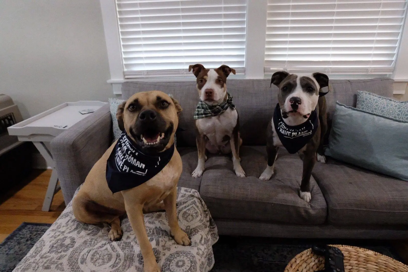 Image credit: Facebook | The Jacksonville Humane Society