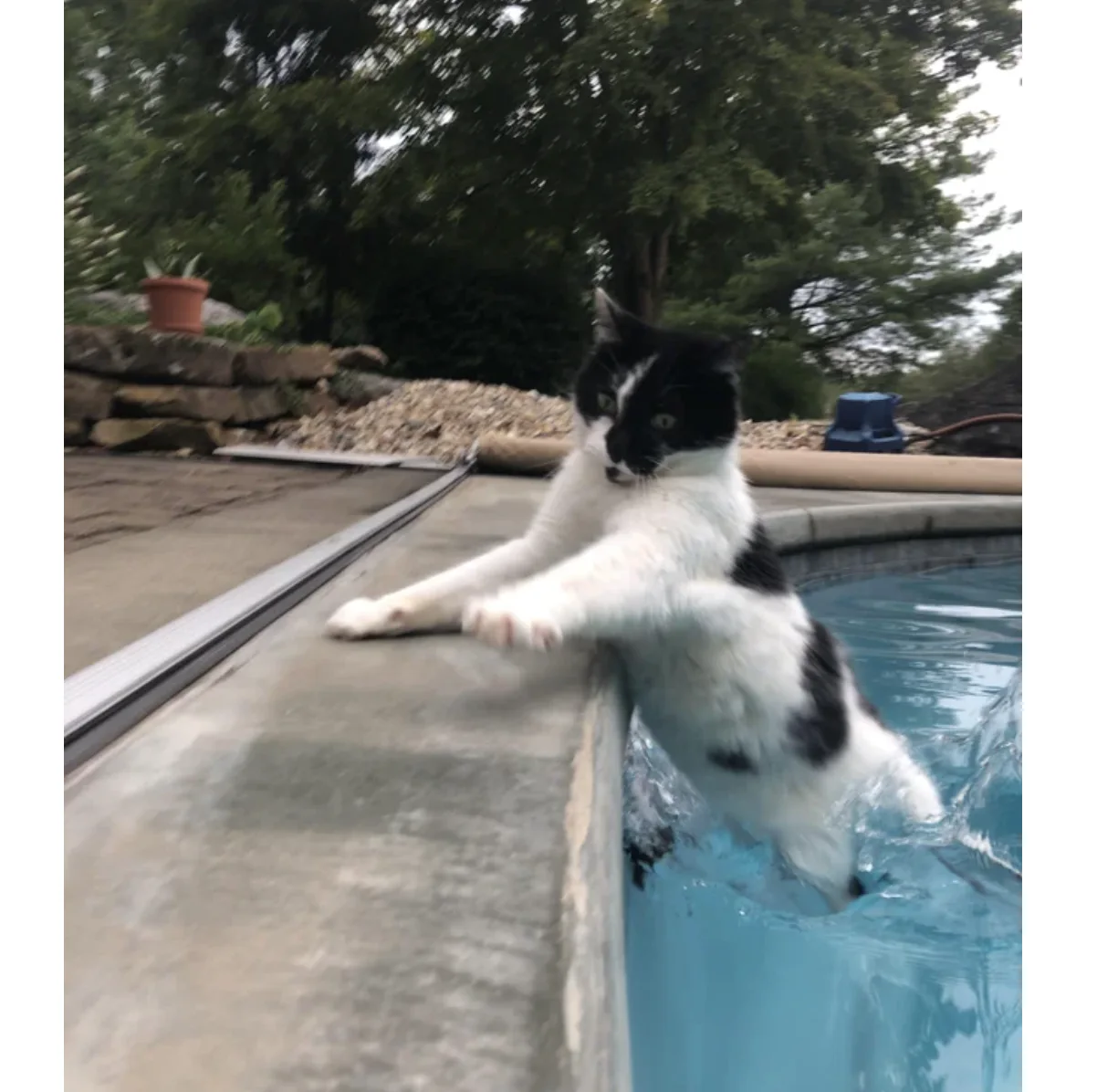 Image credit: Reddit | catbrains420