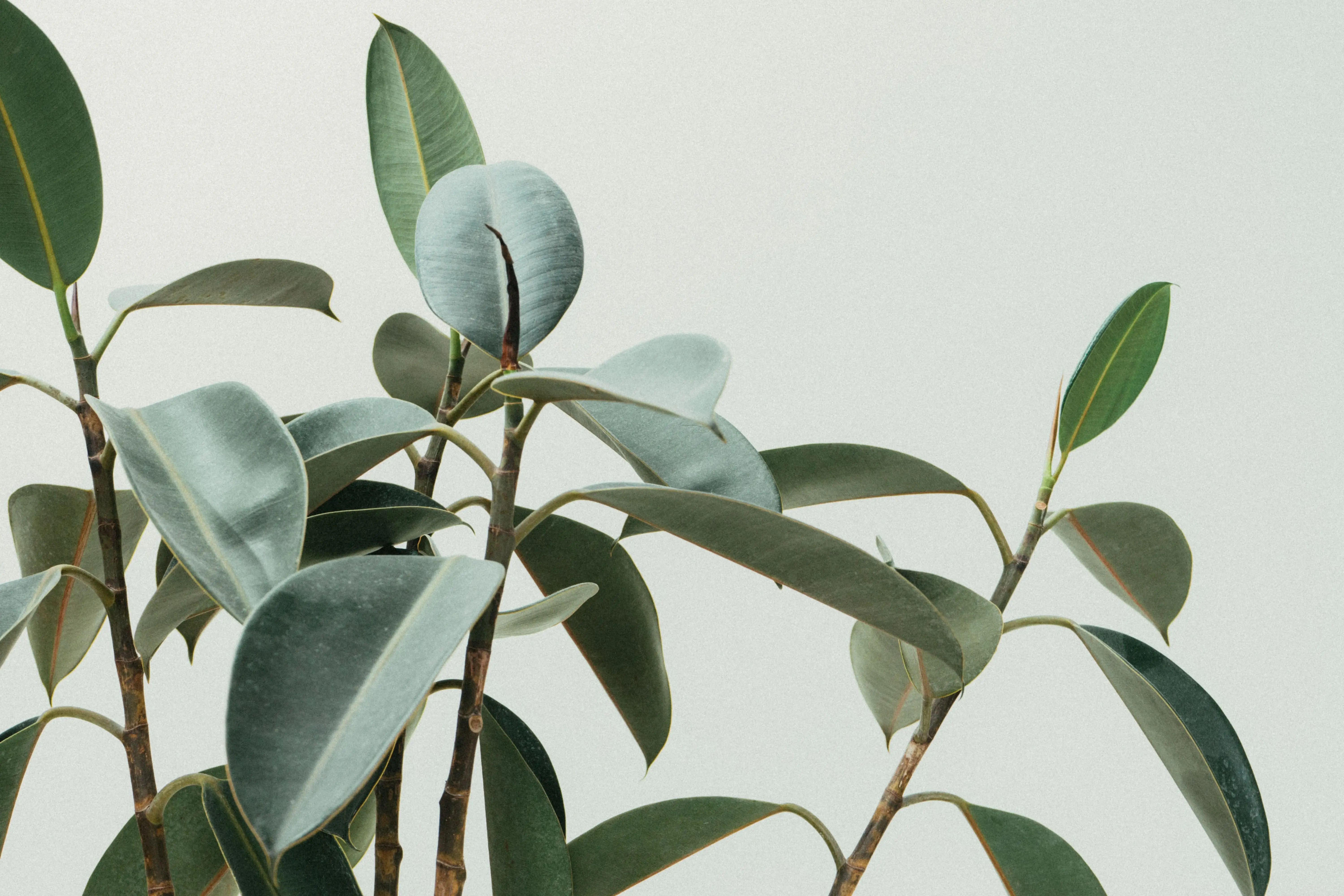Image credit: Unsplash | Scott Webb