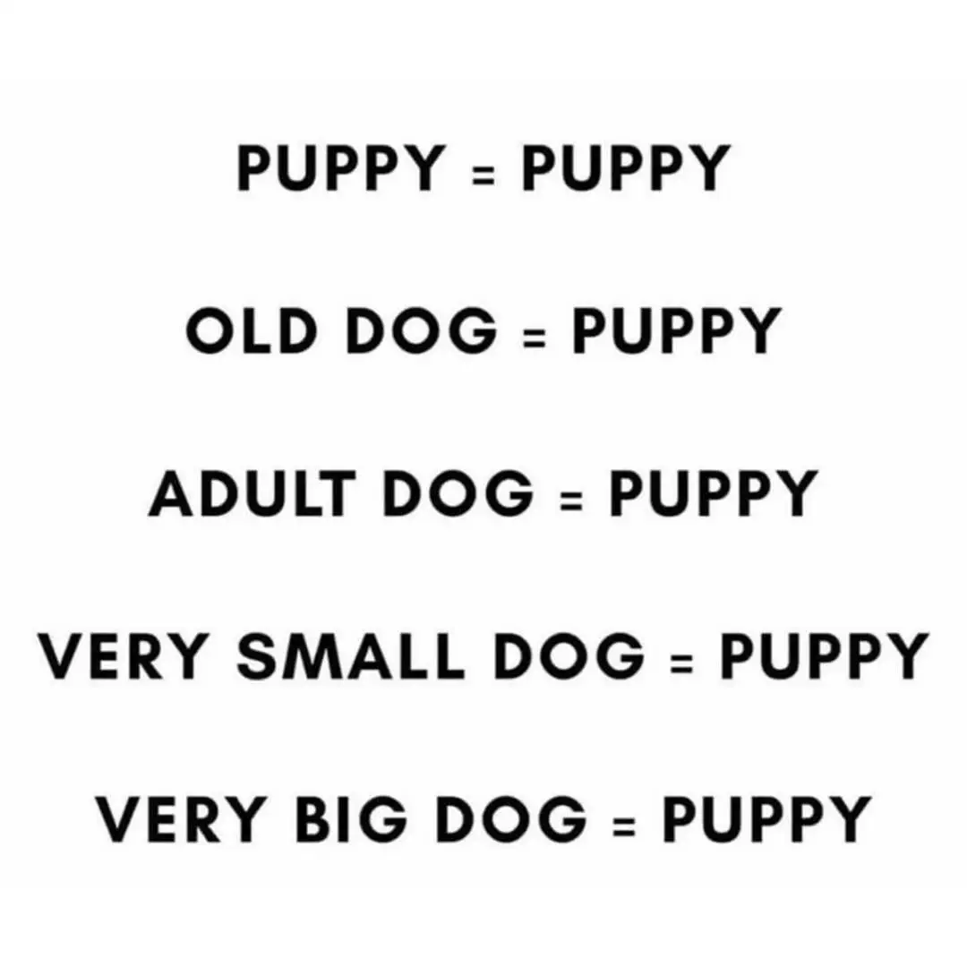 Image credit: Instagram | @dogsbeingbasic