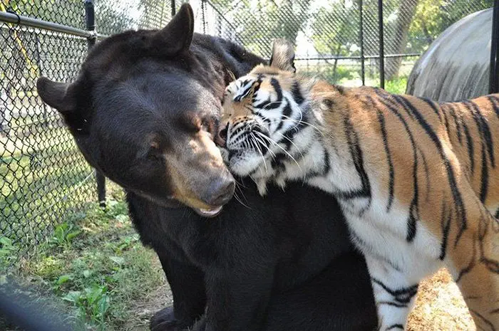 Image credit: Facebook | Noah's Ark Animal Sanctuary