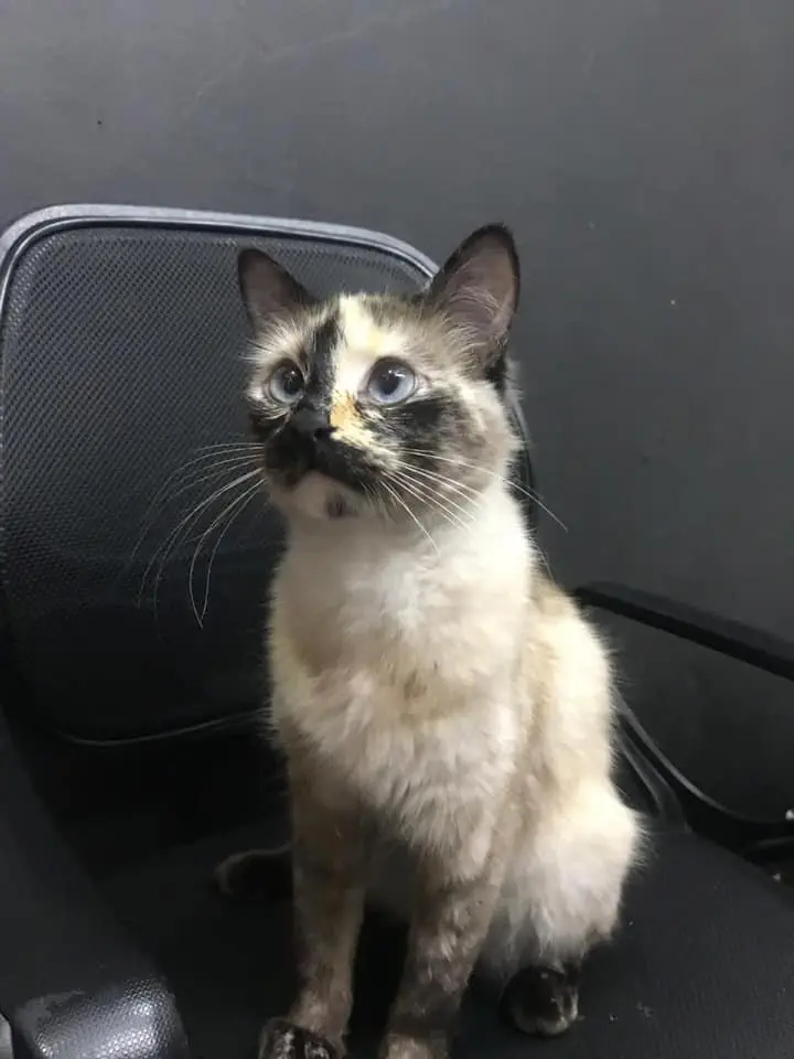 Image credit: Facebook | DLore Álvarez, Fundación Gatos Bogotanos en Adopción (GABA)