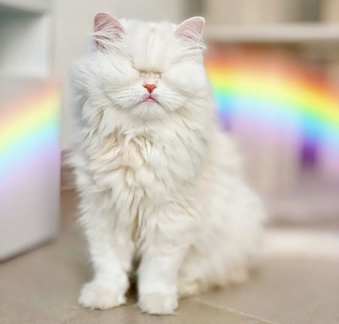 Image credit: Instagram | @moetblindcat