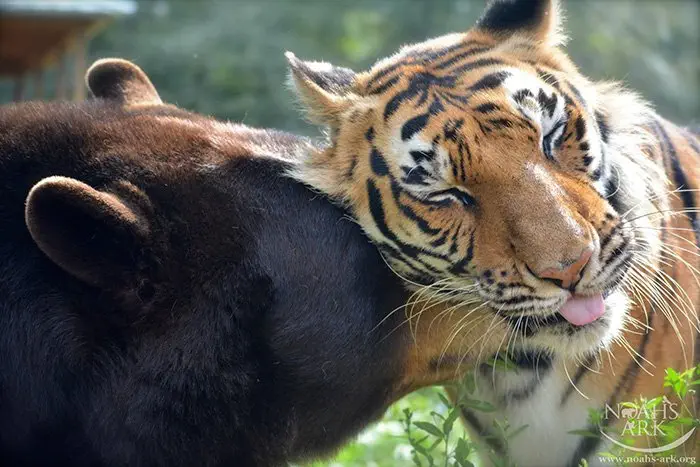 Image credit: Facebook | Noah's Ark Animal Sanctuary