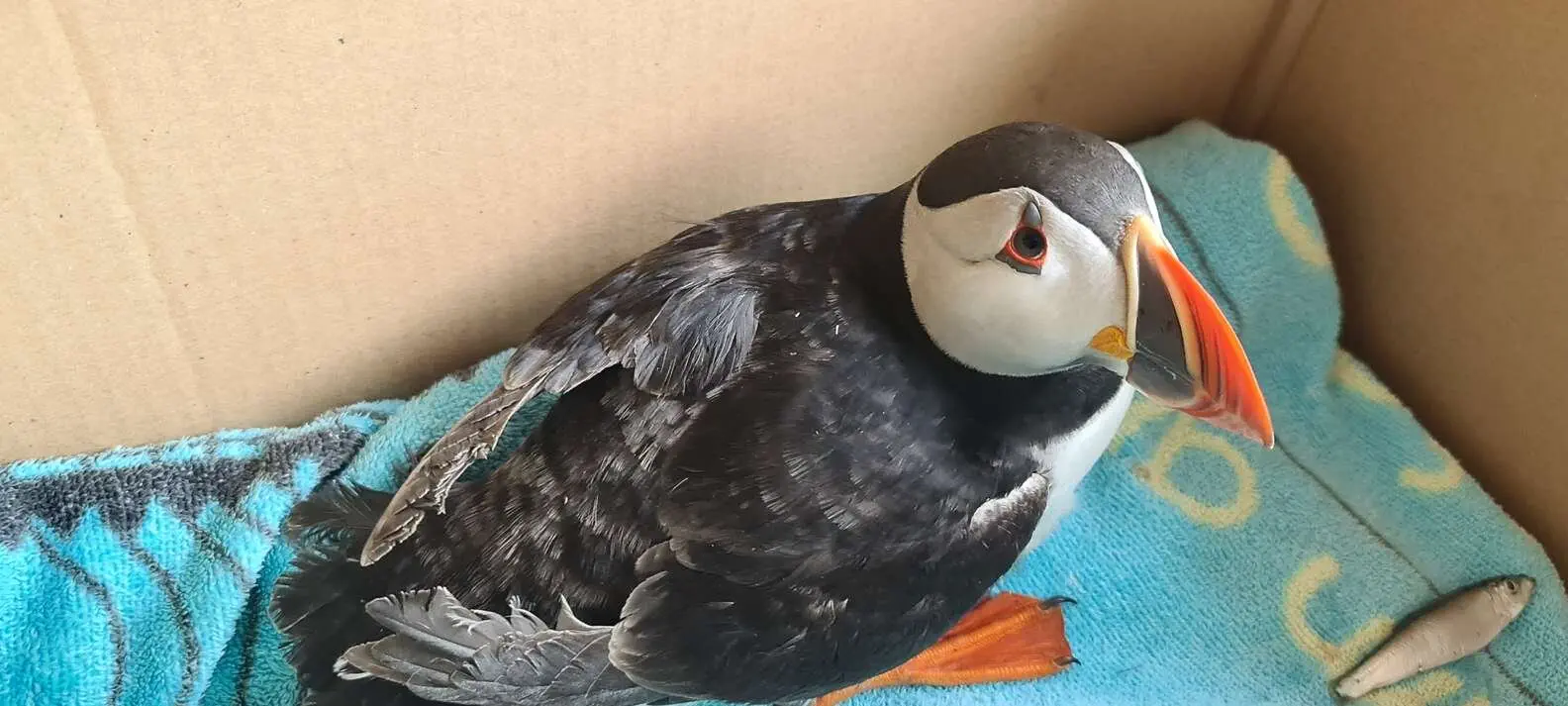 Image credit: RSPCA (England & Wales)