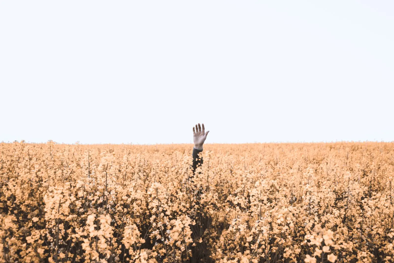 Image credit: Unsplash | Daniel Jensen
