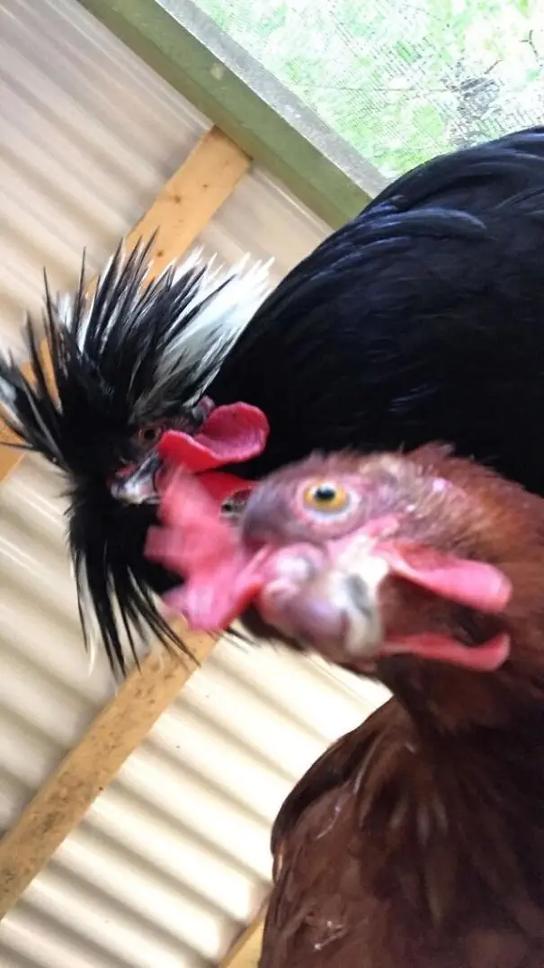 Image credit: Reddit | mrnanovideos1