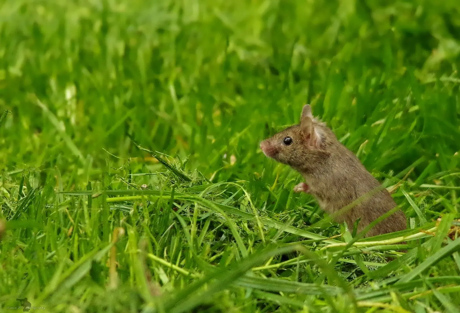 Image credit: Facebook | George the Mouse in a log pile house