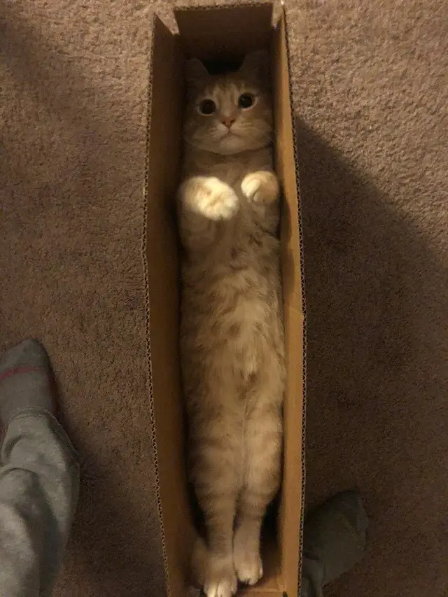Image credit: Reddit | awildpotatoappears