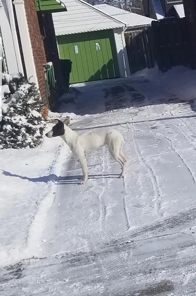Image credit: Facebook | Detroit Pit Crew Dog Rescue