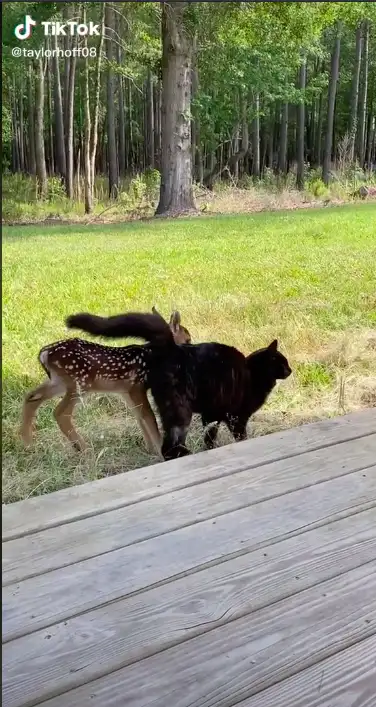 Image credit: https://www.tiktok.com/@taylorhoff08/video/6960638193494494470?referer_url=https%3A%2F%2Fwww.newsweek.com%2F&referer_video_id=6960638193494494470&refer=embed&is_copy_url=1&is_from_webapp=v1
