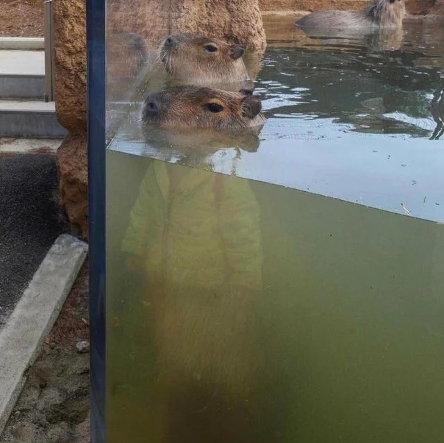 Image credit: Reddit | RealKillaKev