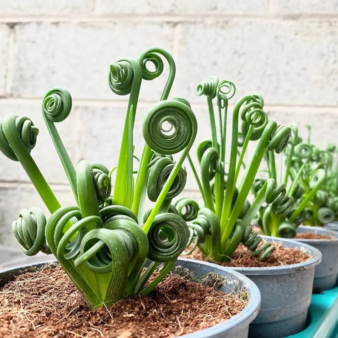 Image credit: Instagram | @growingireland