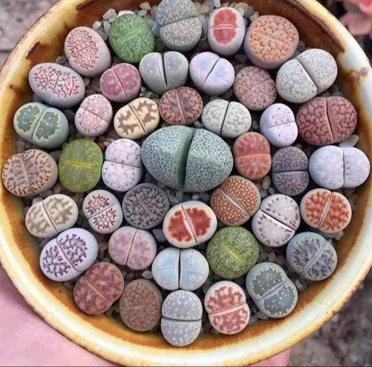 Image credit: reddit | StcStasi
