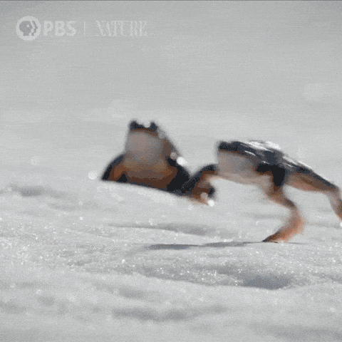 Image credit: Giphy | Nature on PBS