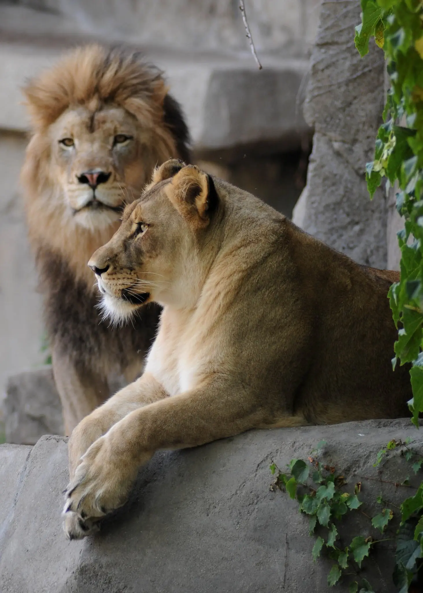 Image credit: Facebook | Brookfield Zoo