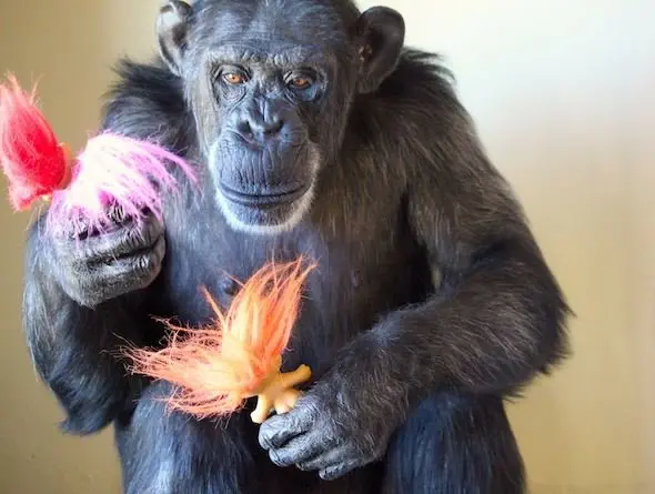Image credit: Facebook | Chimpanzee Sanctuary Northwest