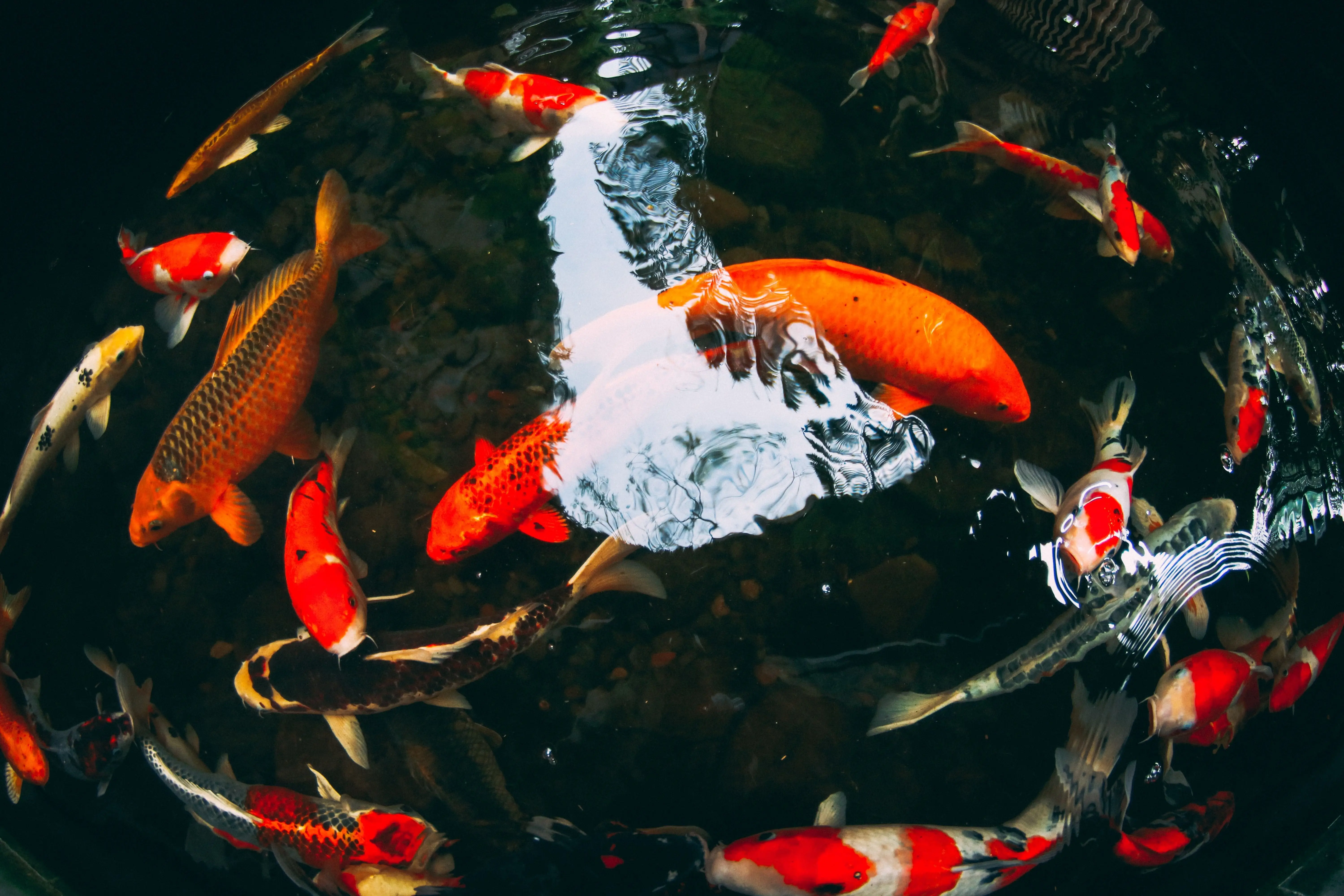 Image credit: Unsplash | Fachry Zella Devandra