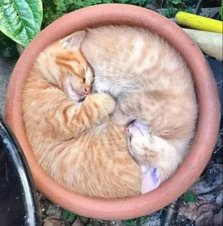 Image credit: reddit | tobago_88