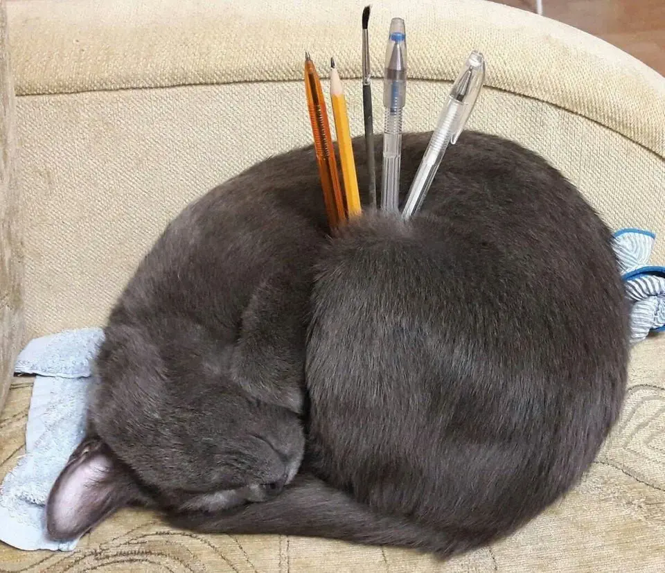 Image credit: Reddit | SwanChairUh