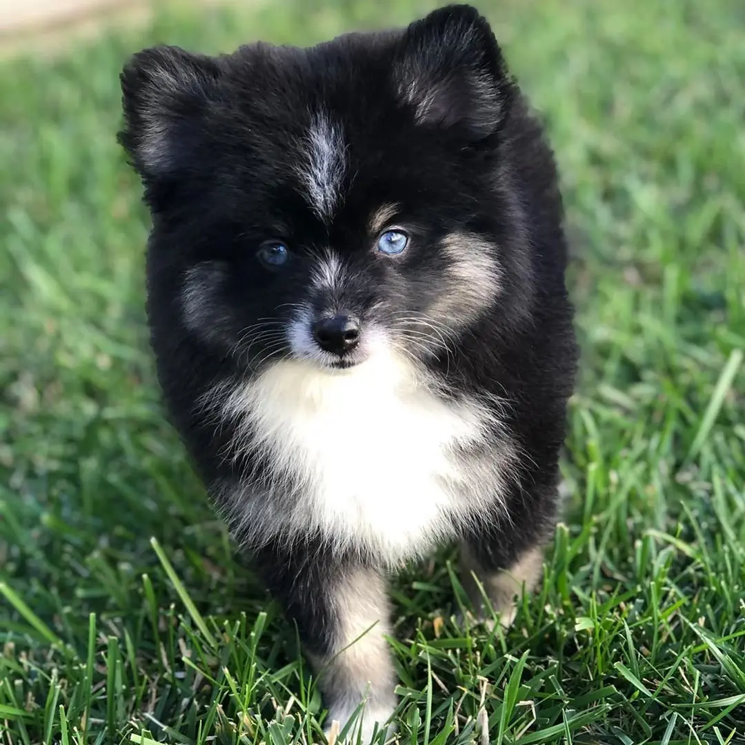 Image credit: Instagram | @talesofcharliethepomsky