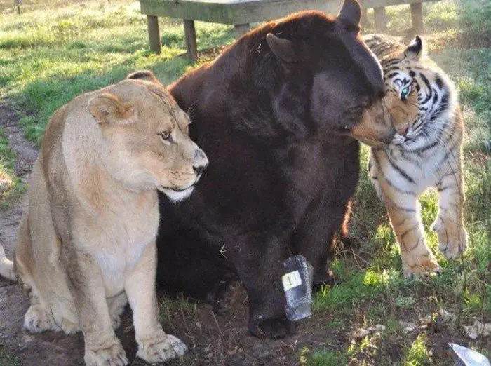 Image credit: Facebook | Noah's Ark Animal Sanctuary